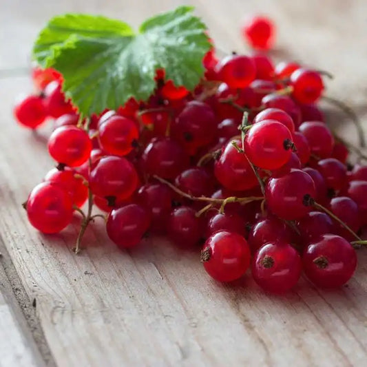 Red Currant (limited edition )